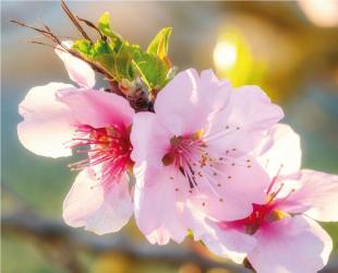 Genussvolle Mandelblüte auf Zypern 