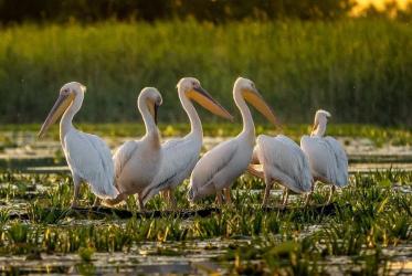 Faszination Donaudelta an Bord der MS VistaMilla 