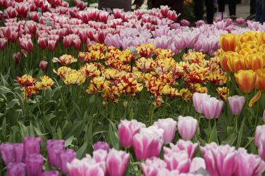Frühling, Grachten und Tulpen 